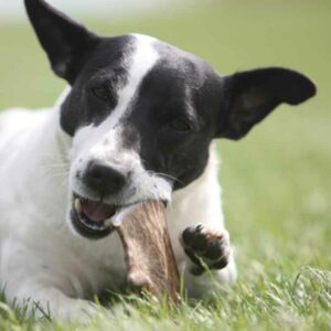 Dog Treats & Chews