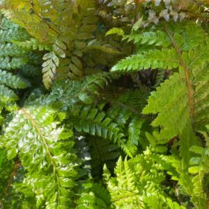 Ferns and Mosses